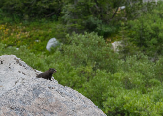 Curious Dark Marmot Peeks Over Rock