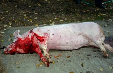 Pig slaughtering ceremony in the Hungarian countryside