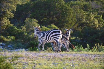 Three Zebra Running