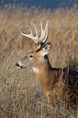 Side view of a buck