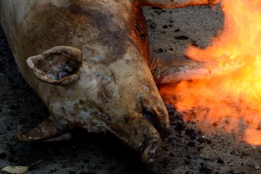 Pig slaughtering ceremony in the Hungarian countryside