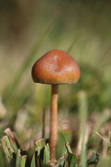 Mushroom