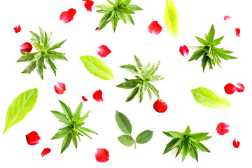 fresh green grass leaves and red rose on white background