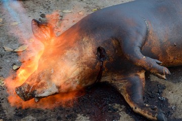 Pig slaughtering ceremony in the Hungarian countryside