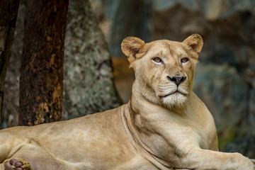 Lioness on the ground