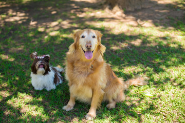 Golden Retriever Feliz