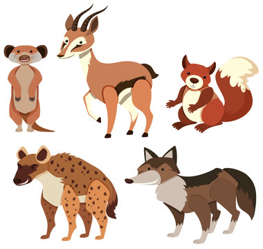 Different types of wild animals on white