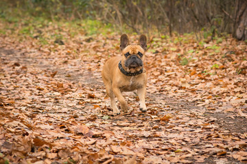  French Bulldog © Stanisaw