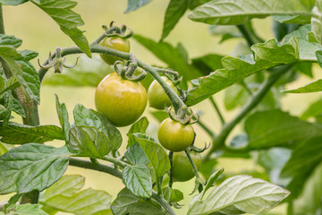 close-up of unripe green tomatoes growing on tomato plant