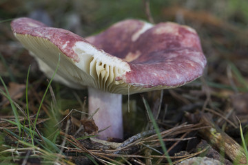 Mushroom