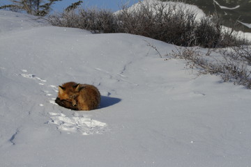 Red fox curled up in a snowbank near Churchill, Manitoba Canada