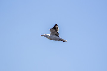 Bird in the sky