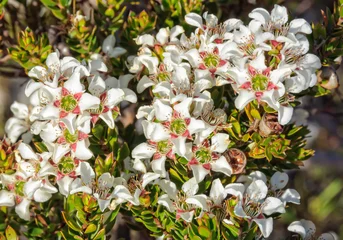 Photo sur Plexiglas Mont Cradle White flowers of Leptospermum, commonly known as `teatrees`, the Cradle Mountain-Lake St Clair National Park - Tasmania, Australia