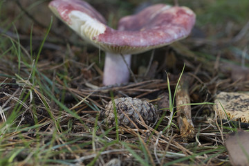 Mushroom and pinecone