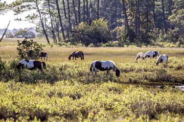 Horses in lake field