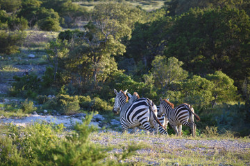 Three Zebra's Running