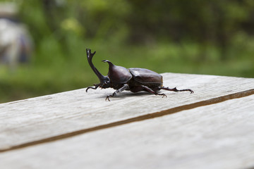 カブトムシ　昆虫採集　虫捕り