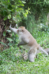 Brown monkey, Close-up monkey select focus, Asian monkeys