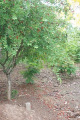 Malpighia emarginata tree