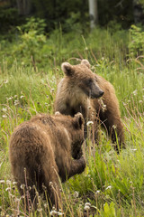 Fototapeta na wymiar Two wild grizzly cubs 