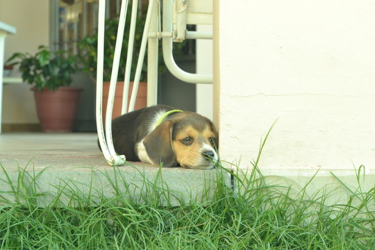 Cachorro beagle con collar verde recostado 