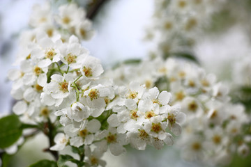 Fototapeta na wymiar The bird cherry blossoms./Small white flowers of a fragrant bird cherry are covered by water drops.