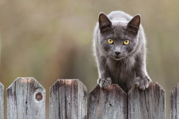 Stray cat with grey fur on a fence. - 180670077