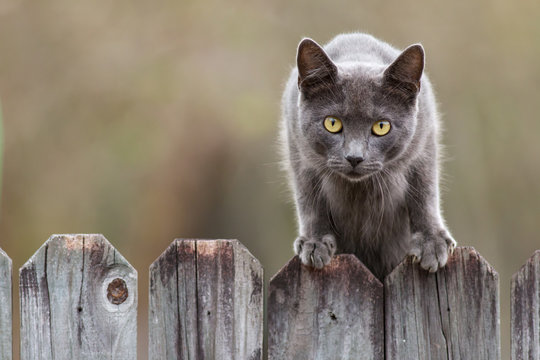 Stray cat with grey fur on a fence.