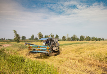 harvester rice machine on rice field, agriculture havester machine