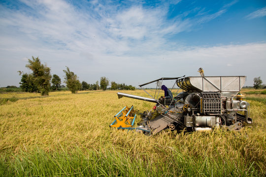 harvester rice machine on rice field, agriculture havester machine