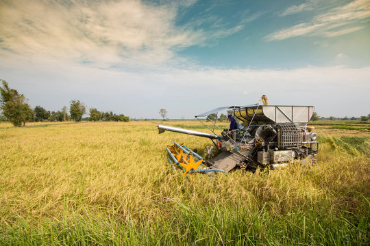 harvester rice machine on rice field, agriculture havester machine