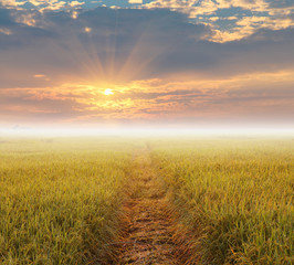 sunrise with fog over the yellow rice field with dew drop