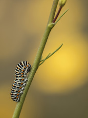 ORUGA DE PAPILIO MACHAON