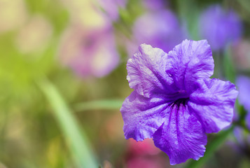 purple flower close up with warm tone and blur background