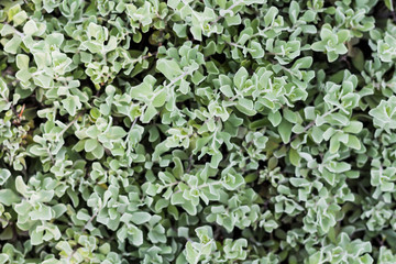 bush closeup select focus feeling cold tone