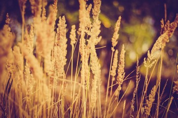 Dry grass in the forest in autumn