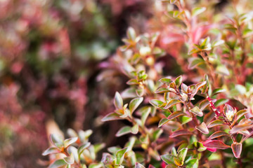 bush closeup select focus feeling warm tone