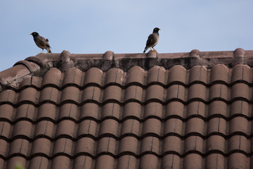 Common Myna bird on house roof