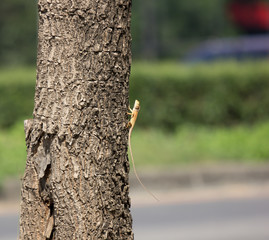  One chameleon animal on Indian cork tree