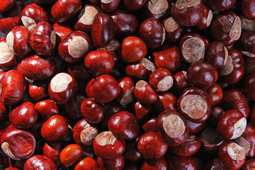 Chestnut wild chestnuts.