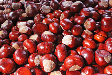 Wild chestnut chestnuts as texture patter backgrop background cover