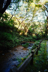 Naklejka premium 森の遊歩道