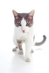 Angry cranky cat