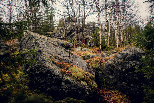 Dark gloomy mystic forest in the mountains with huge rocks in the foreground. Stones, roots of the trees and land are covered with moss.