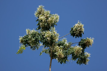  White flower Indian cork tree and green leaf background