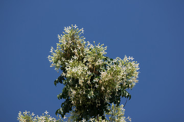  White flower Indian cork tree and green leaf background