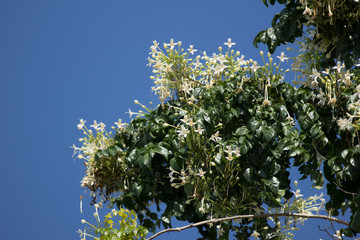  White flower Indian cork tree and green leaf background