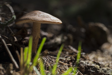 Mushroom