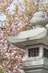 満開の桜　八重桜と灯籠