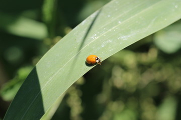 Marienkäfer 